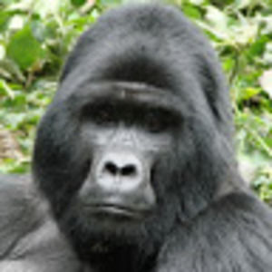 Meet your Posher, Vanisa